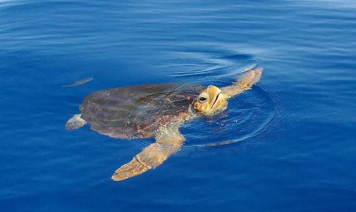Whale watching and snorkelling in the whale sanctuary