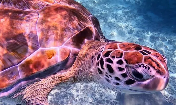 1.5 hours Snorkeling at Tulum's paradise reef