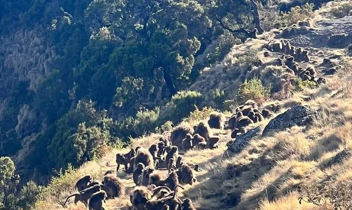 3 Day Simien Mountains Tours
