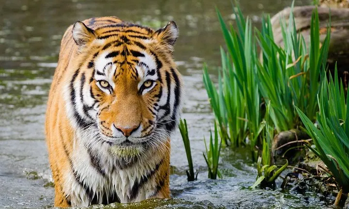 4 Day Golden Triangle with Ranthambore Tiger Safari Tour from Delhi