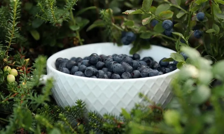 Rovaniemi: Mushrooms & Wild Berries Picking Tour