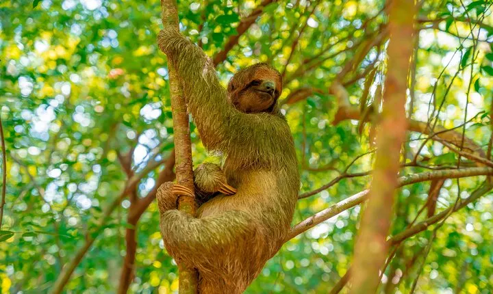 Roatan Private Excursion and Monkey Sloth Sanctuary