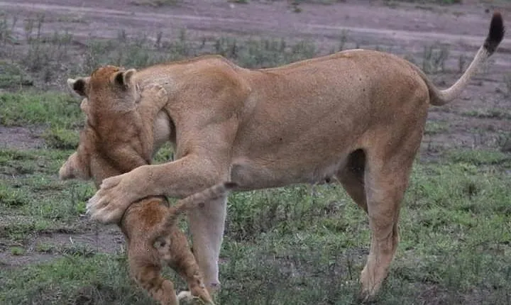 4-Day Private Lodge Safari Tanzania