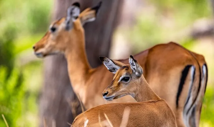 Full-Day Tour Safari Tarangire National Park