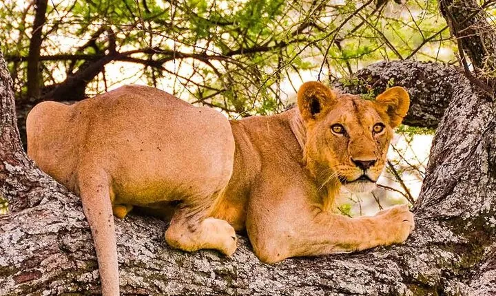 3 Days Private Tour in Tarangire, Ngorongoro and Lake Manyara