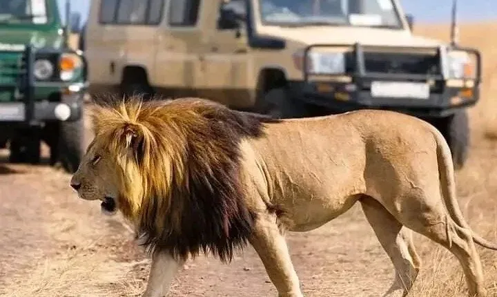 Day trip Safari to Mikumi National Park