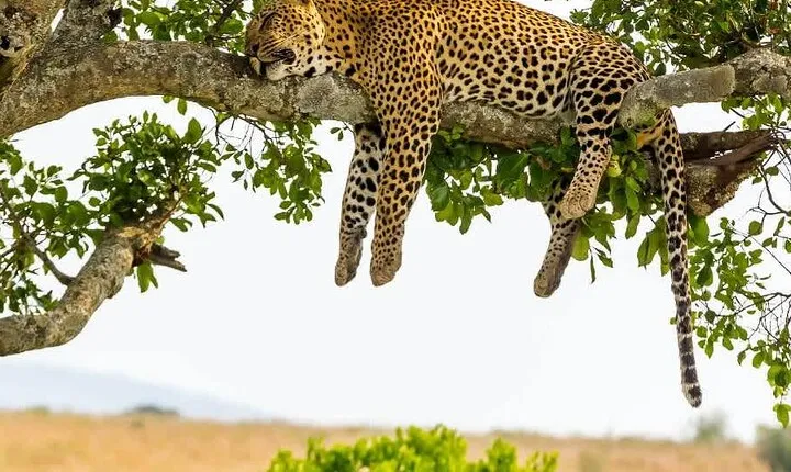 2 days Tour Tarangire & Ngorongoro