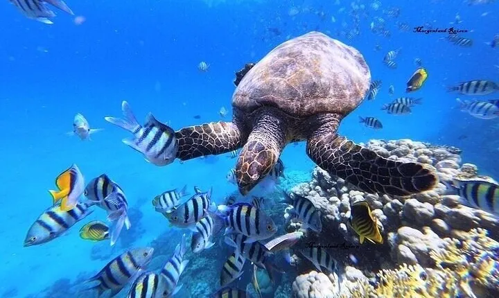 Marsa Mubarak: intro Diving & Sea Trip including (Transfer&Lunch)