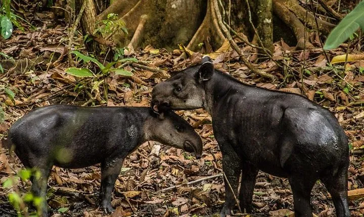 One Day Tour To Corcovado From San José
