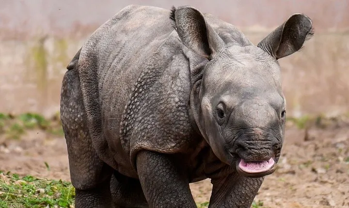 3 days 2 night Safari To Ol Pejeta Conservancy