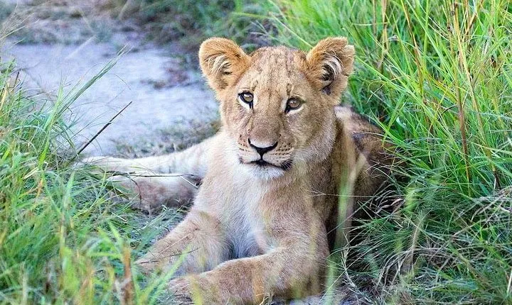 8 Days Fantastic Wildlife In Tanzania