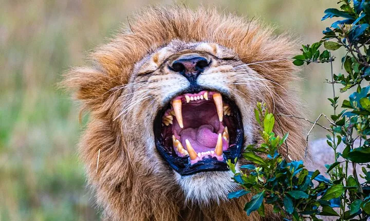 Private Luxury 3 Day Maasai Mara National Reserve Experience