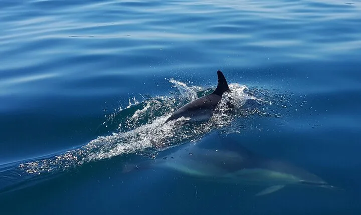 Dolphin Watching Experience in Cascais