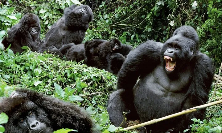 3-Day Climax Guided Gorilla Trekking Mist and Batwa Safari