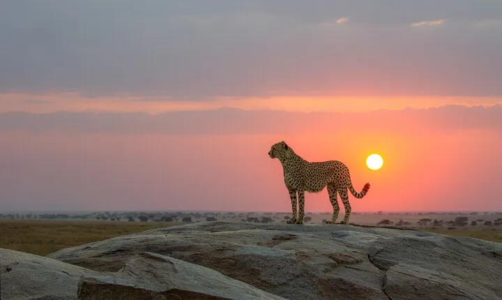 6 Days Tanzania Budget Safari with Serengeti