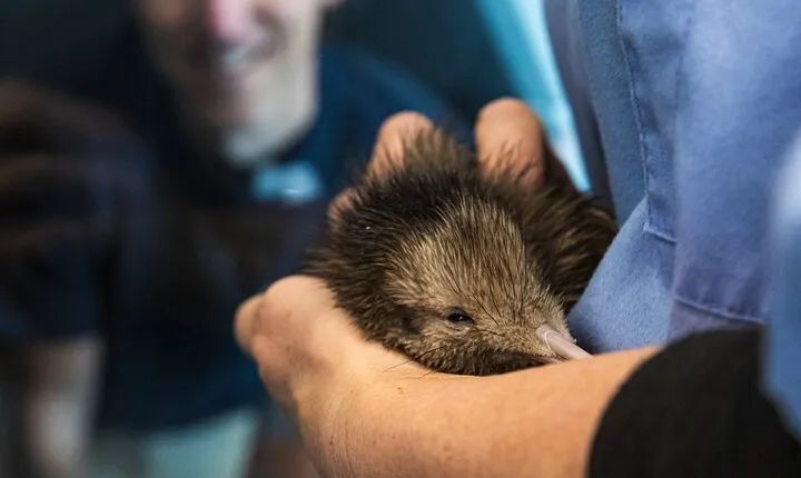National Kiwi Hatchery - Kiwi Encounter Guided Tour
