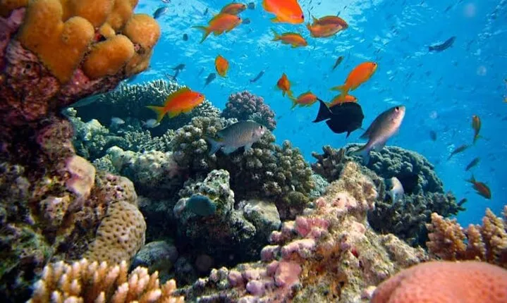 Private Bali Snorkling at blue lagoon