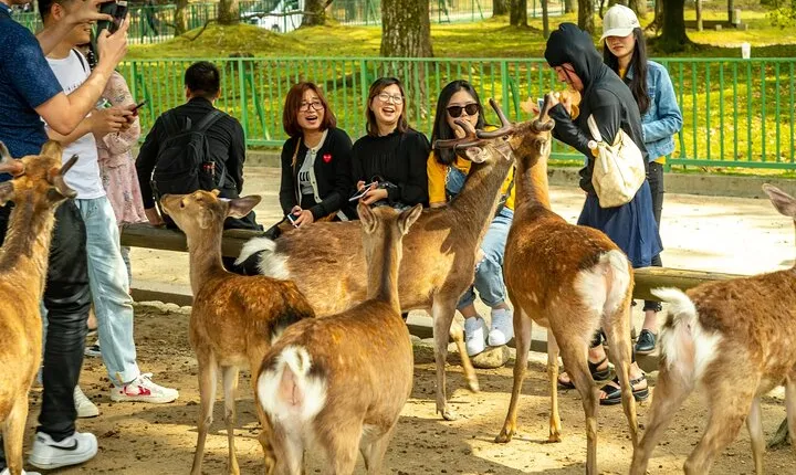 Kyoto and Nara Friendly Two-Day Walking Tour with Guide