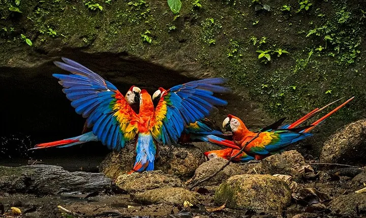 Limoncocha Biological Reserve & Yasuní National Park / Tropical Andes to Amazon