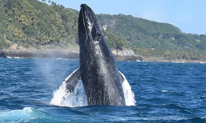 Whales Watching Half Day Experience