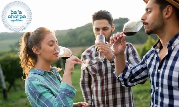 Private Luxury Premium Wineries Tour Valle de Guadalupe