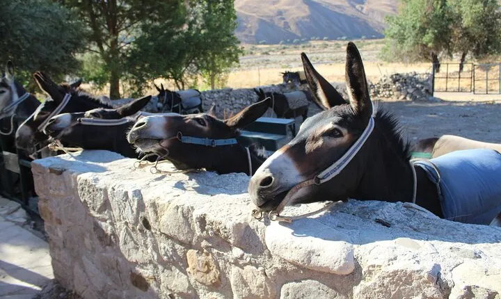 Donkey safari and Village Culture Night from Pafos and Limassol