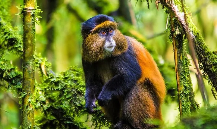 Golden Monkey Trekking and Cultural Experience, Volcanoes N. Park