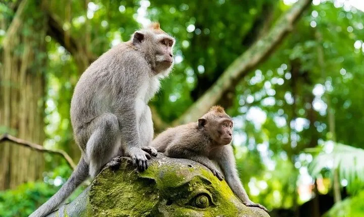 Fullday Bali Ubud Tour - Private All Inclusive