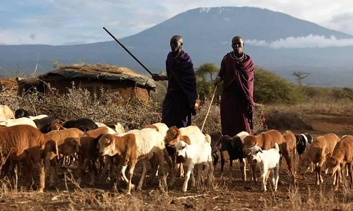 Amboseli Day Tour from Nairobi