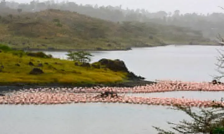 Day Trip Game Drive- Arusha National Park from Arusha Town