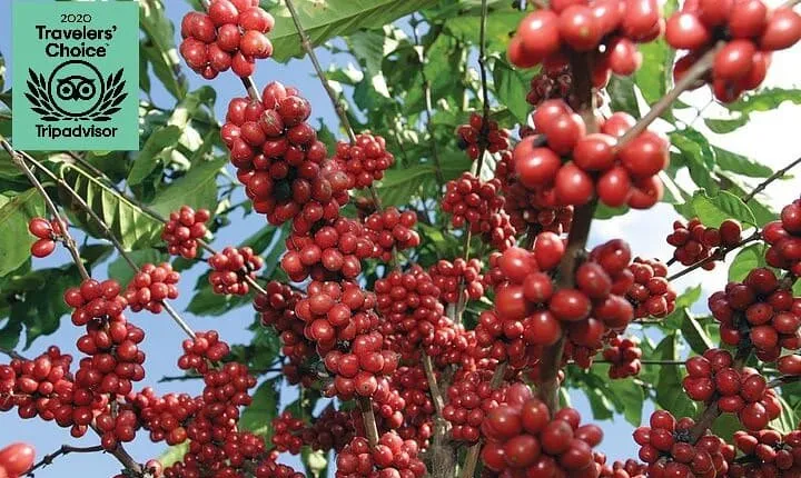 Jardín Coffee Lovers Private Tour with Waterfall Option from Medellín