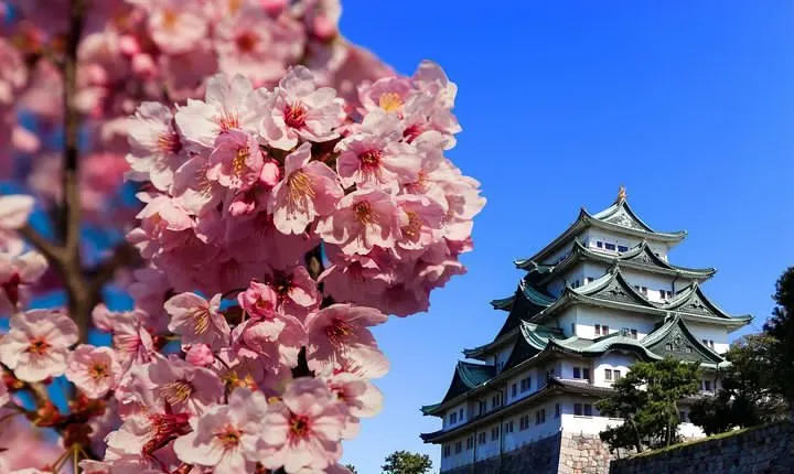 Nagoya Highlights & Hidden Gems: Private Tour with a Local