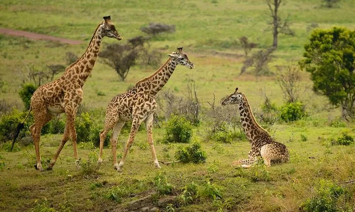 Arusha National Park Guided Day Tour from Arusha