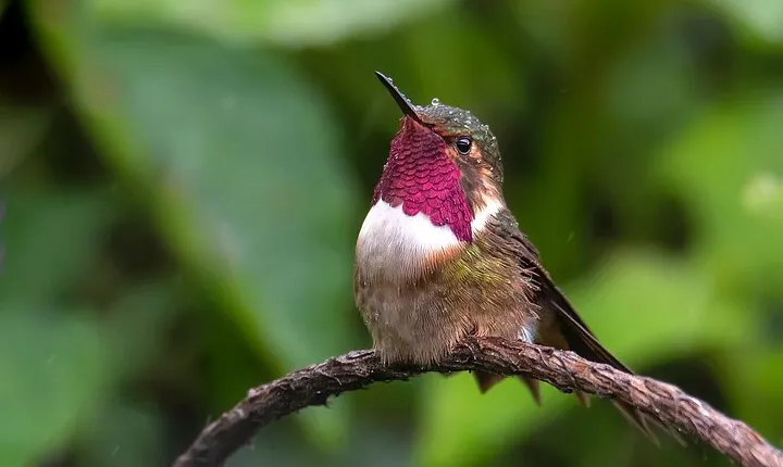 Private Birdwatching Tour and Photography