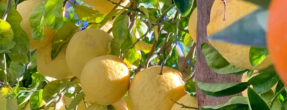 Sorrento Lemon Farm Small Group Tour with Lunch
