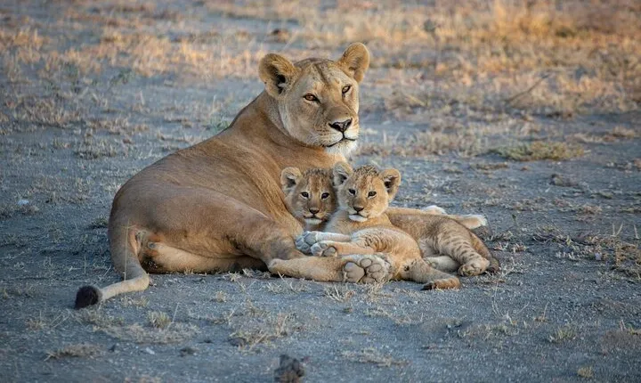 5-Day Safari Symphony: Tarangire, Serengeti & Ngorongoro Marvels