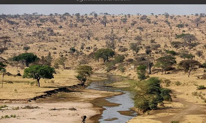 1 Day Joined Group Safari to Tarangire National Park