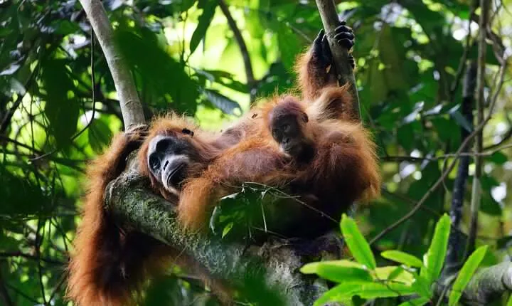 6 Days Bukit Lawang - Berastagi Tour (2D1N Jungle Treking + Sunrise Hiking)