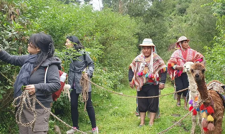 Alpaca Walk & Natural Dye Tour: A Memorable Full Day Experience