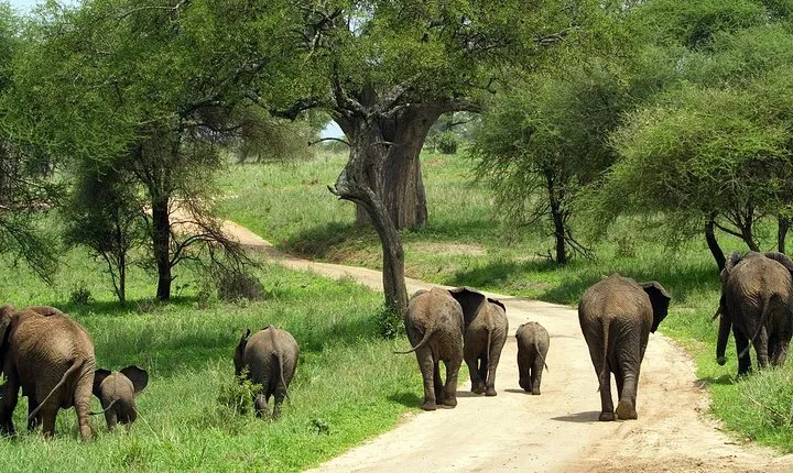 Tarangire National Park Guided Day Tour From Arusha