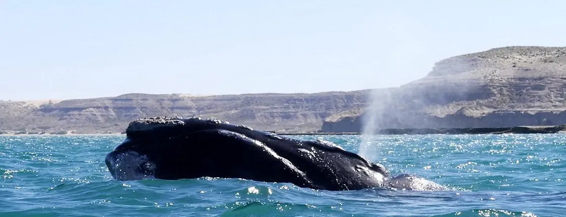 Tour of Pirámides Port and boat experience in Puerto Madryn