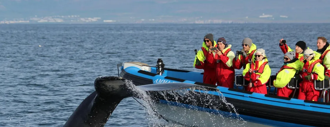 Húsavík whale safari and Puffin Island RIB boat tour