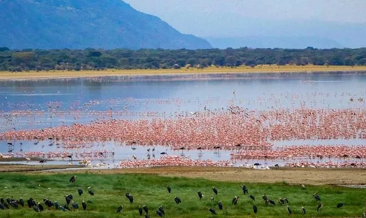 6 days Budget Camping Safari Tour Tanzania