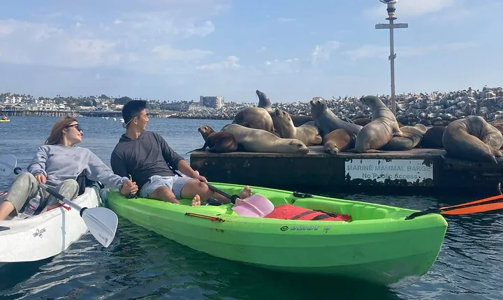 Kayak with Sea Lions in a Calm, Beautiful, Redondo Beach Harbor