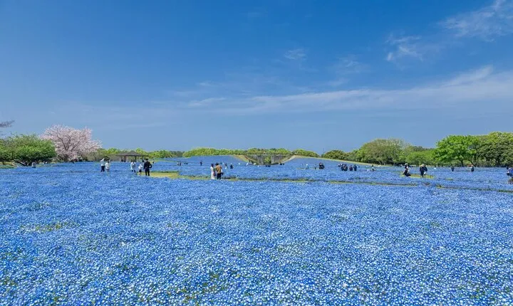 Outlying Islands in Fukuoka [Cat Island or Flower Island]