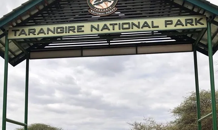 1-Day Safari in Tarangire National Park | Land of Elephants