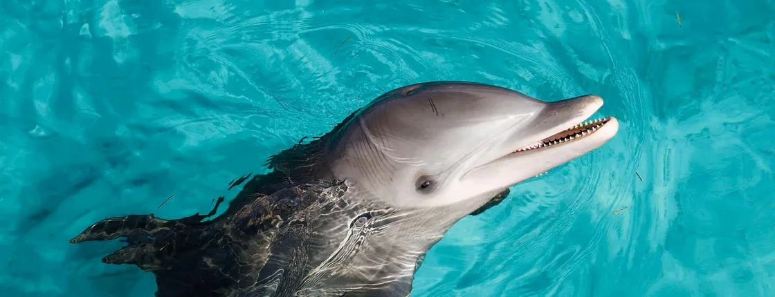 Puerto Aventuras dolphin swim adventure ticket