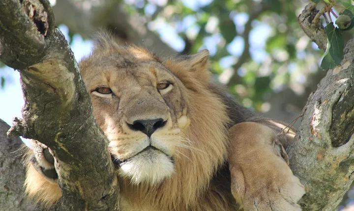12-Day Pearl of Africa Wildlife and Adventure Highlights