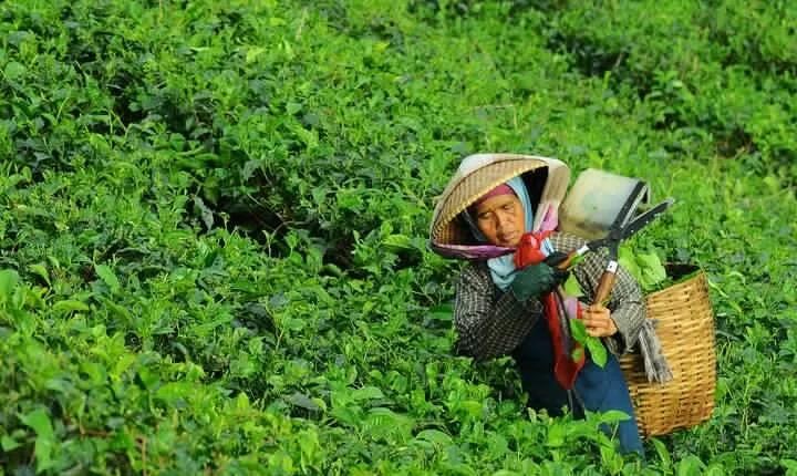 Private Safari & Tour to High land Puncak, Tea walk & Flower garden from Jakarta