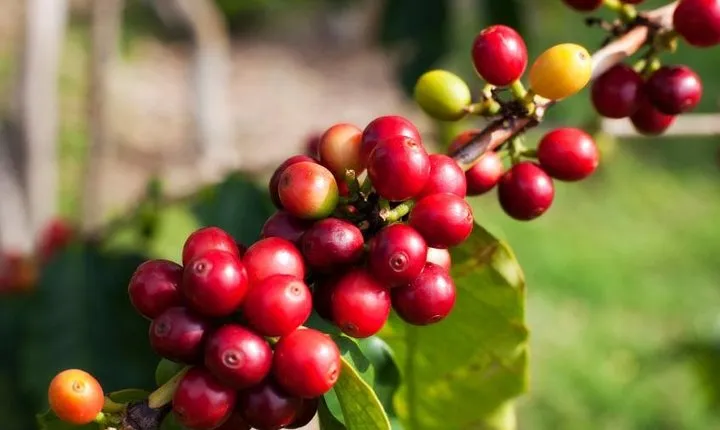 Jardin Private Day Trip: Colombian Coffee Tour from Medellin